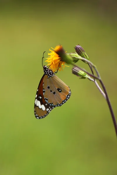 Motyl na żółtym kwiatku. — Zdjęcie stockowe