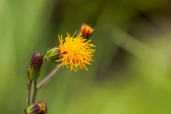 Fundo de primavera com belas flores amarelas — Fotografia de Stock