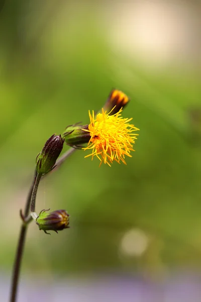 Voorjaar achtergrond met mooie gele bloemen — Stockfoto