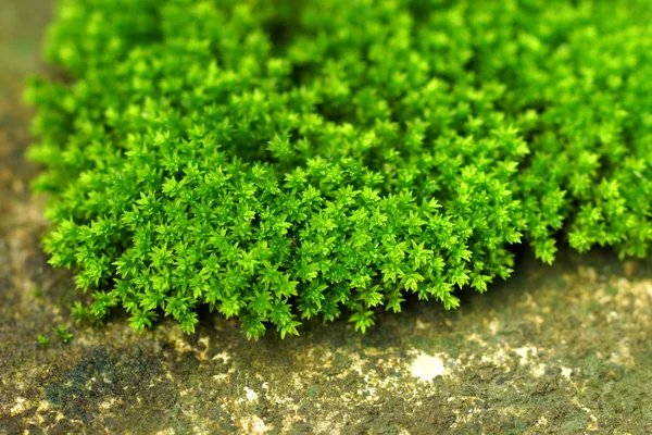 Bark and moss — Stock Photo, Image