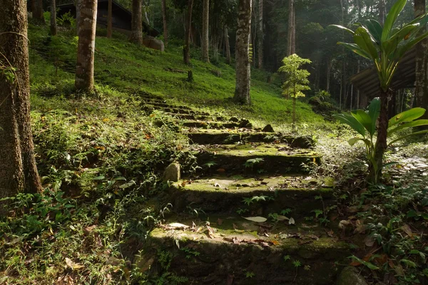 Staircase bark and moss — Stock Photo, Image