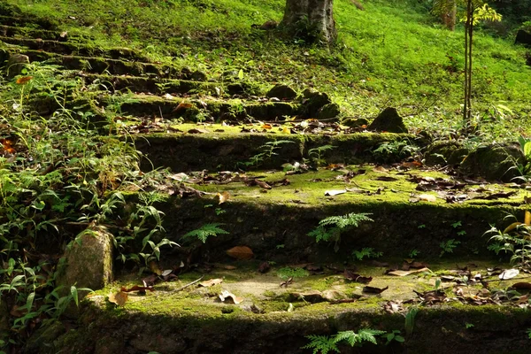 Staircase bark and moss — Stock Photo, Image