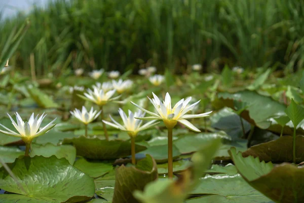 Waterlily in garden — Stock Photo, Image