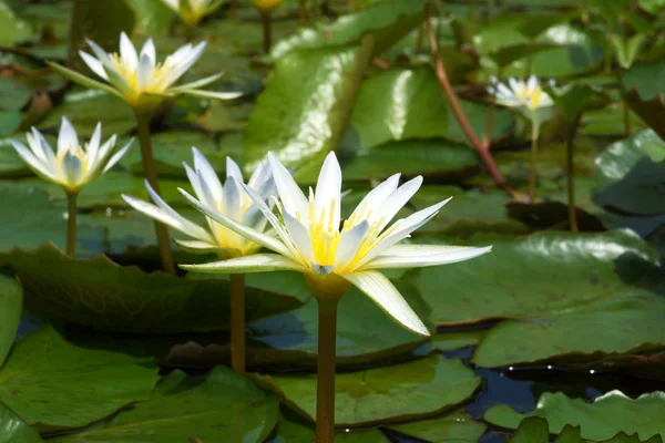 Waterlily in garden — Stock Photo, Image