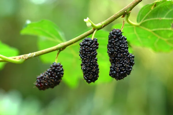 Mulberry with leaf on tree — Stock Photo, Image