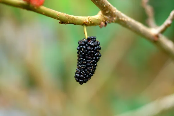 Mûrier avec feuille sur arbre — Photo