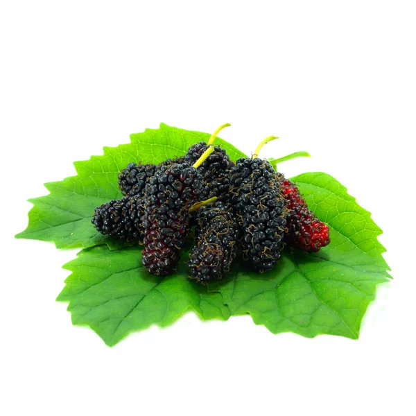 Mulberry med leaf isolerad på vit bakgrund — Stockfoto