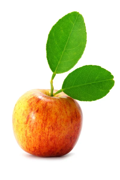 Beyaz arka plan üzerinde izole yabani elma. — Stok fotoğraf