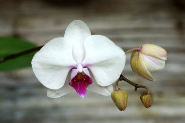 Beyaz Orkide yakın çekim