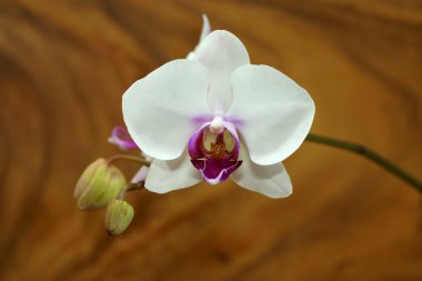 Beyaz Orkide yakın çekim