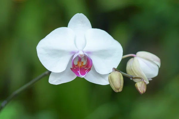 Zbliżenie: Biała orchidea — Zdjęcie stockowe