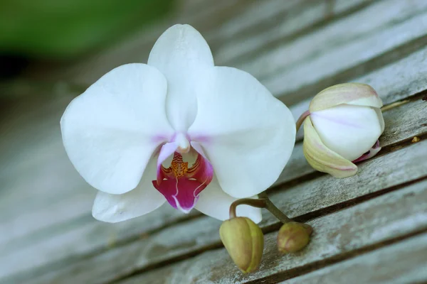 Close-up de orquídea branca — Fotografia de Stock