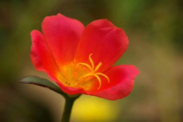Portulaca florece en el jardín . — Foto de Stock
