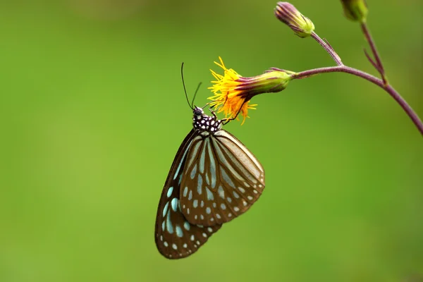 Fjäril namn choklad tiger (parantica melaneus) — Stockfoto