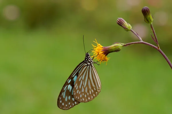 Название бабочки Chocolate Tiger (Parantica melaneus ) — стоковое фото
