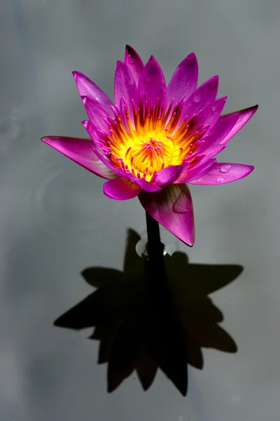 Pink lotus blossoms or water lily flowers blooming — Stock Photo, Image