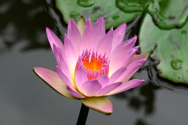 Pembe lotus çiçeği veya nilüfer çiçek çiçeklenme — Stok fotoğraf