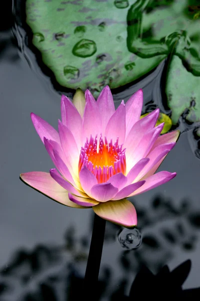Flores de lótus rosa ou flores de lírio de água florescendo — Fotografia de Stock