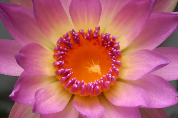 Pink lotus blossoms or water lily flowers blooming — Stock Photo, Image