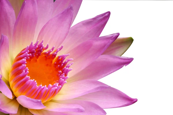 Pembe lotus çiçeği veya nilüfer çiçek çiçeklenme — Stok fotoğraf
