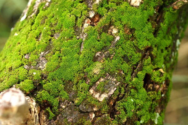 Trä täckt med mossa. bakgrund — Stockfoto