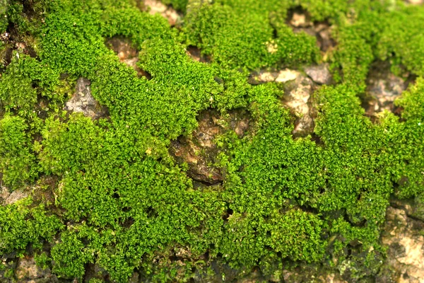 木长满青苔。背景 — 图库照片