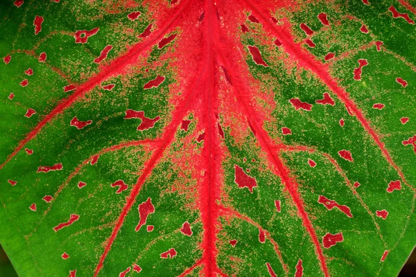 Dettaglio sulle foglie Regina delle Piante Foglie . — Foto Stock