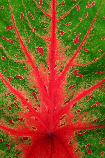 Detail auf Blättern Königin der Blattpflanzen. — Stockfoto