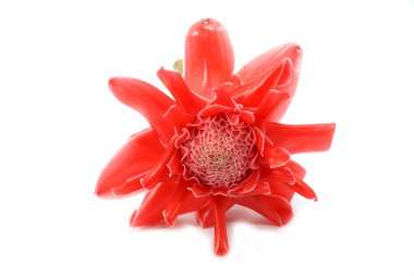 güzel tropik kırmızı zencefil çiçeği üzerinde beyaz izole