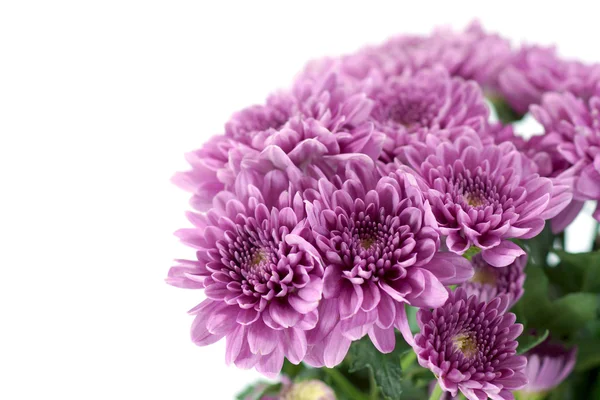 白色背景上的紫菊花 — 图库照片