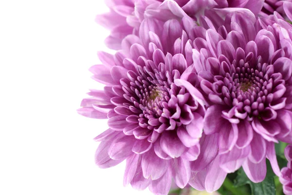 Violet chrysanthemum on white background