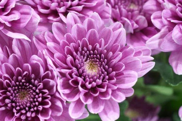 Violette Chrysantheme auf weißem Hintergrund — Stockfoto