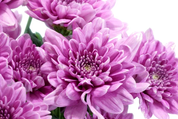 Chrysanthème violet sur fond blanc — Photo