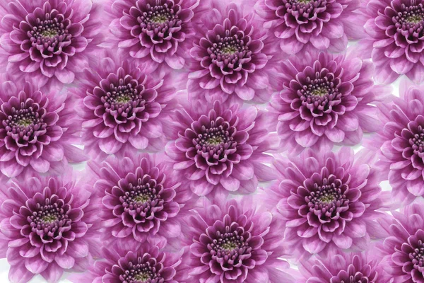Фиолетовый хризантем на белом фоне — стоковое фото