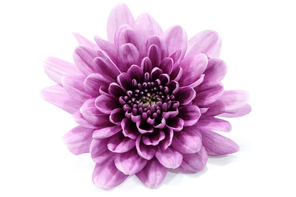 Crisântemo violeta sobre fundo branco — Fotografia de Stock