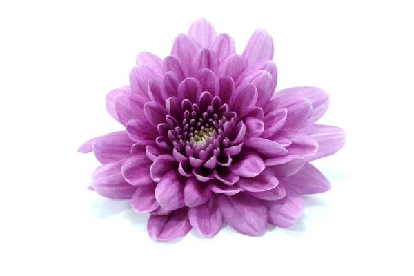 Crisantemo viola su sfondo bianco — Foto Stock