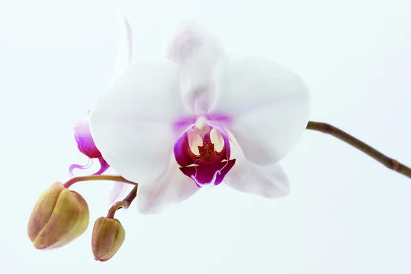 Close-up de orquídea branca — Fotografia de Stock