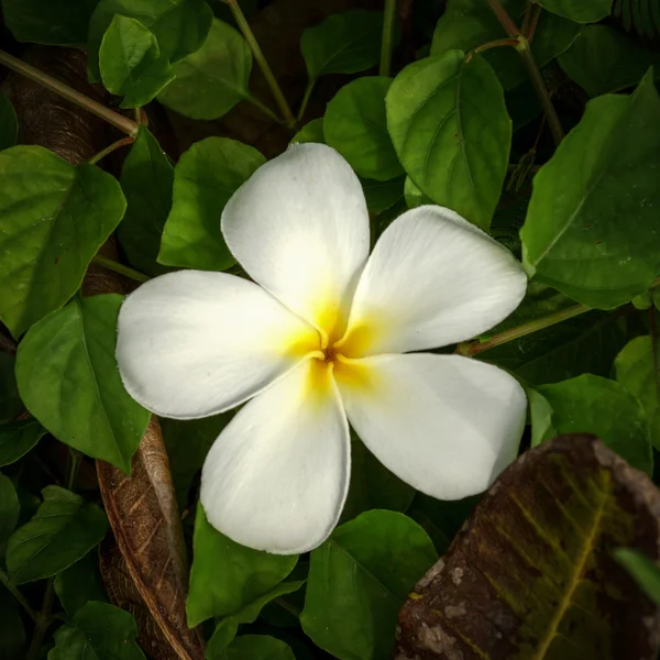 白いプルメリアの花 — ストック写真