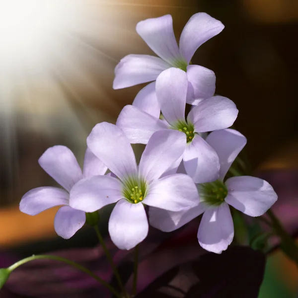 Flores rosadas en las sombras (Dianthus chinensis ). — Foto de Stock