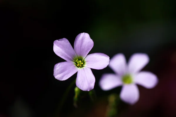 Růžové květy ve stínu (dianthus chinensis). — Stock fotografie