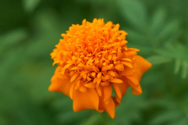 Cor amarela da flor de calêndula — Fotografia de Stock