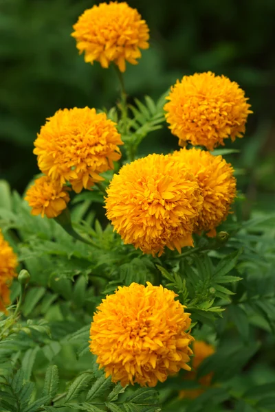 Cor amarela da flor de calêndula — Fotografia de Stock