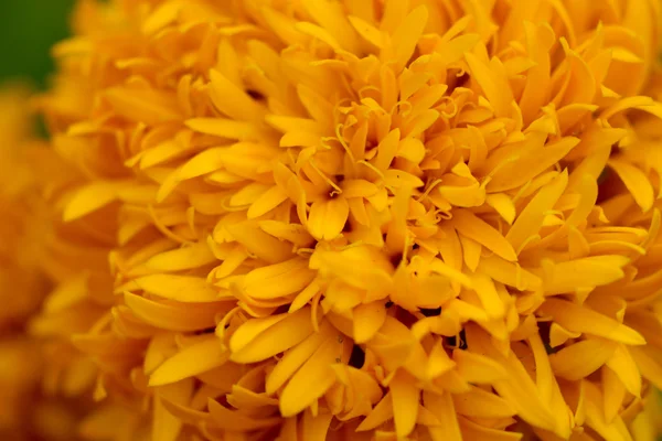 Yellow color of Marigold flower — Stock Photo, Image