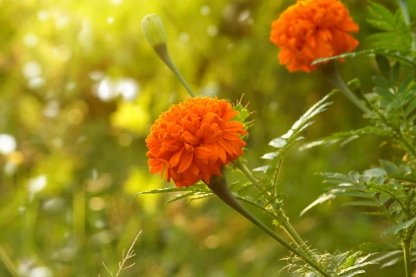 Cor amarela da flor de calêndula — Fotografia de Stock