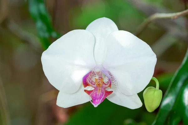 Zbliżenie: Biała orchidea — Zdjęcie stockowe