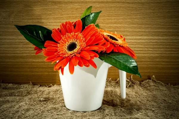 Orange gerbera flower on wood background — Stock Photo, Image