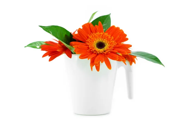 Laranja gerbera flor no fundo branco — Fotografia de Stock