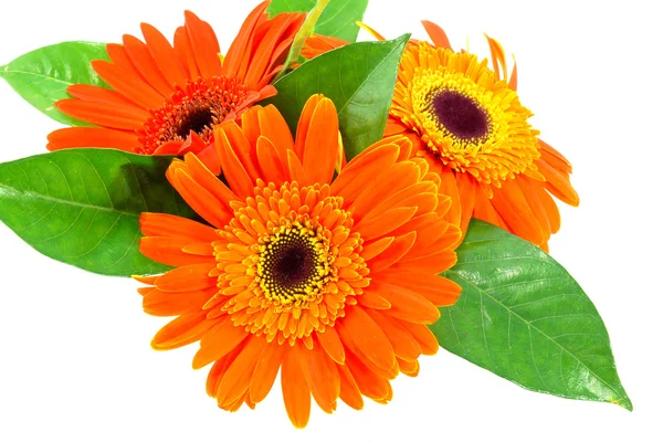 Orange Gerbera Blume auf weißem Hintergrund — Stockfoto