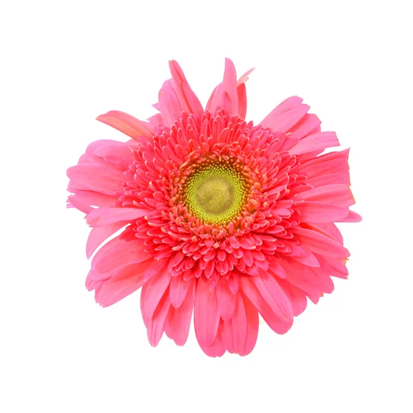 白い背景の上の大きなピンクの花ガーベラ — ストック写真