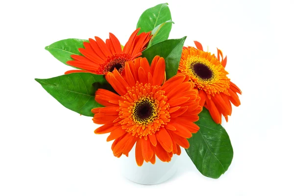 Желто-оранжевый цветок герберы на белом фоне — стоковое фото